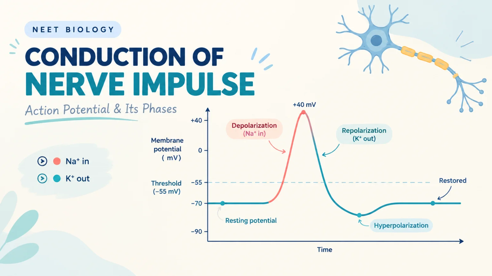 Action potential graph showing resting potential, depolarization, repolarization, and hyperpolarization phases of nerve impulse conduction
